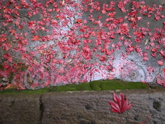 雨の平林寺