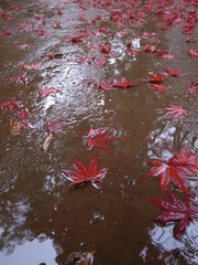 雨の平林寺