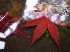 雨の平林寺