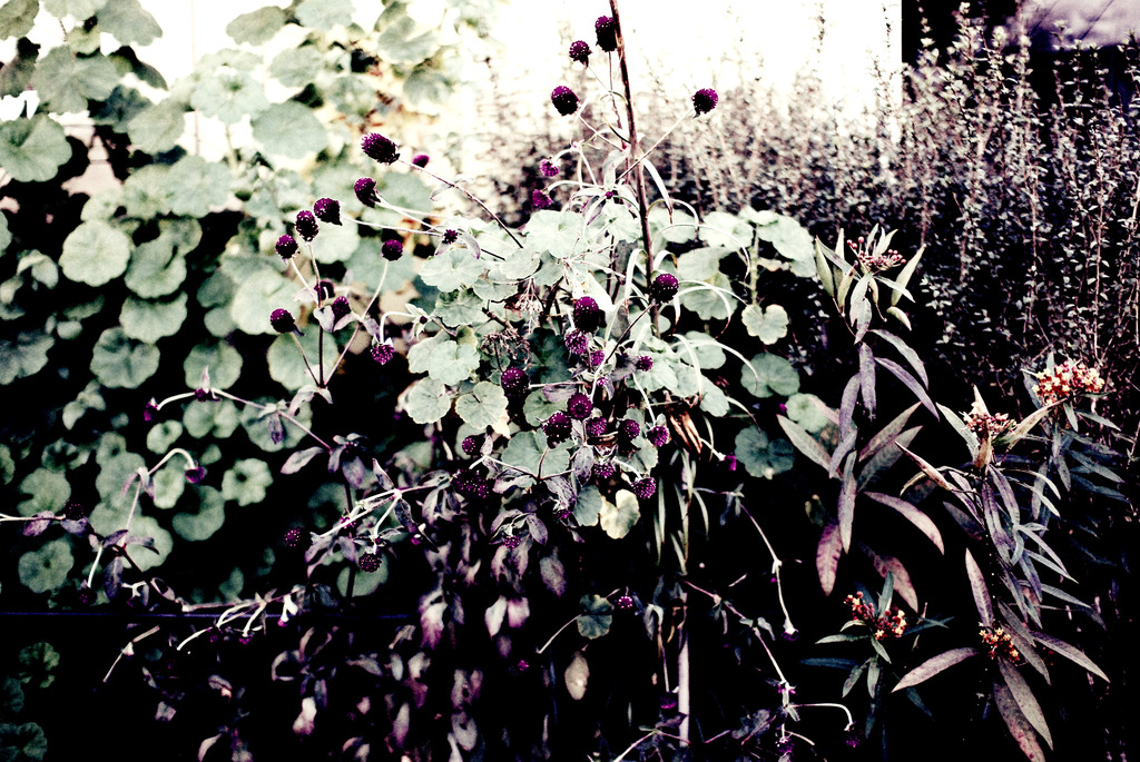 紫-yukari-