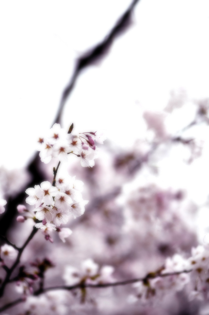 色-pink-