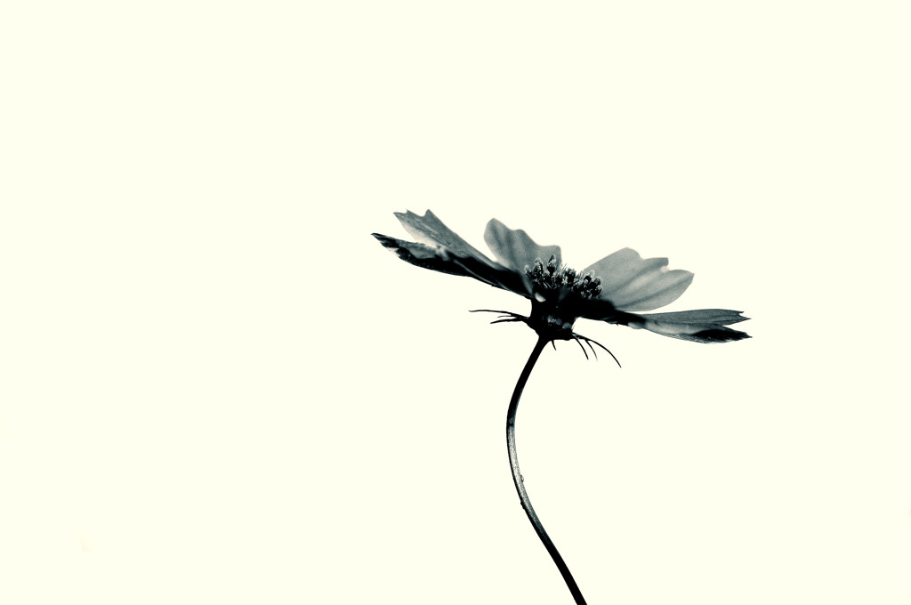 秋桜-kosumosu-
