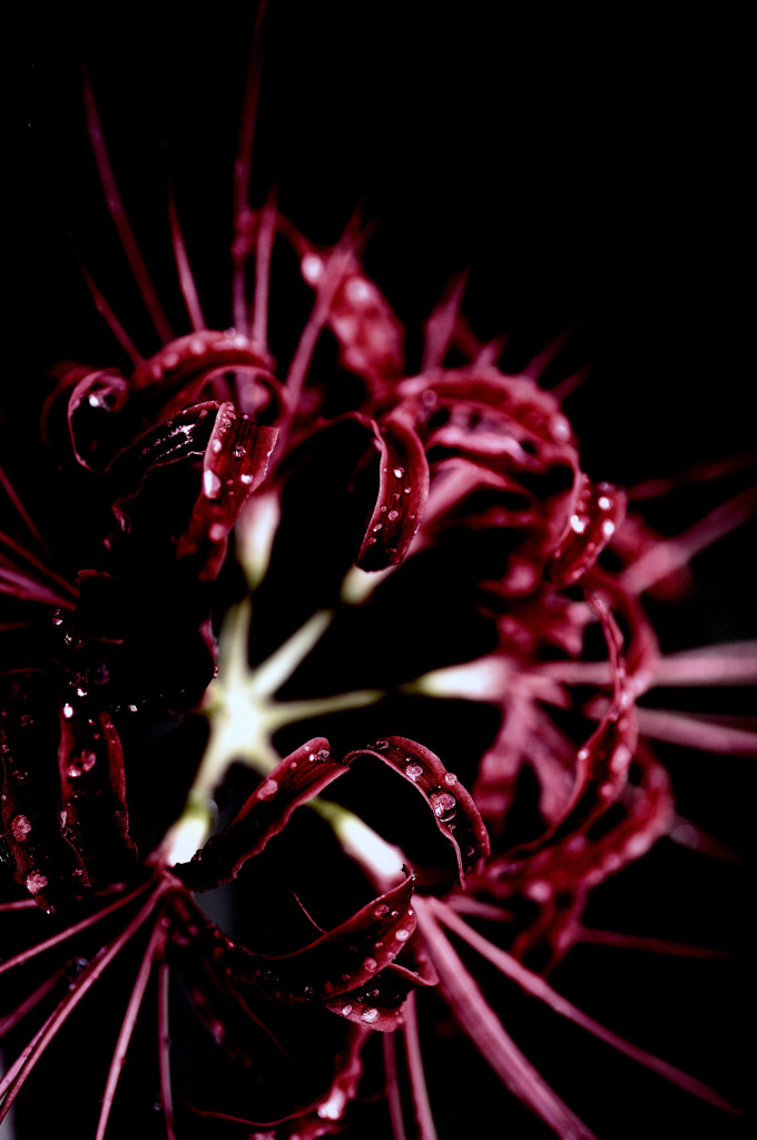紅花-akaihana-