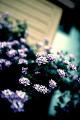紫彩花-shisaika-