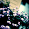 紫彩花-shisaika-