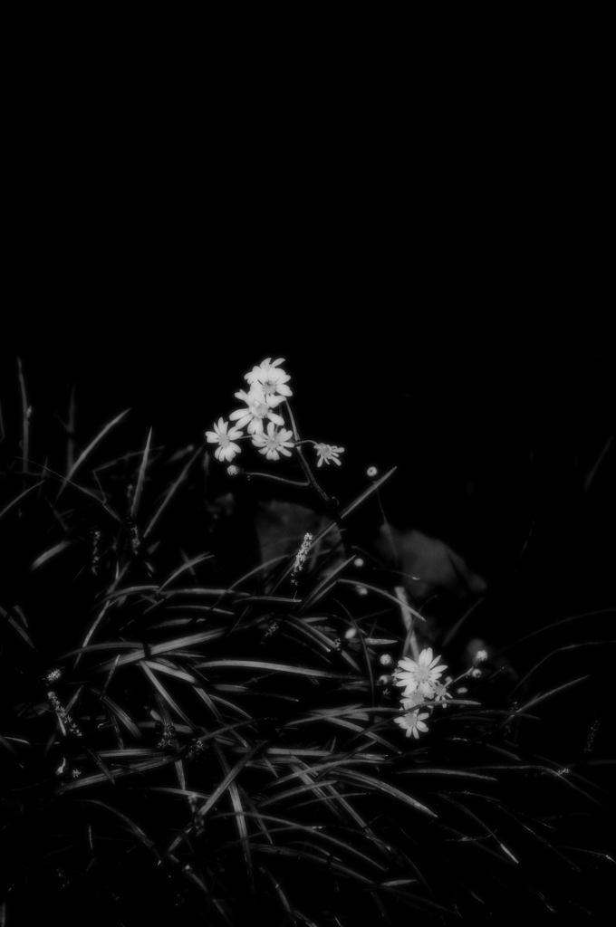 孤独-kodoku-