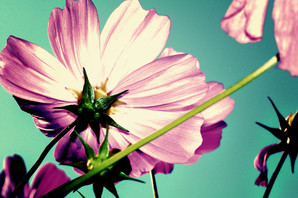 old flower petal