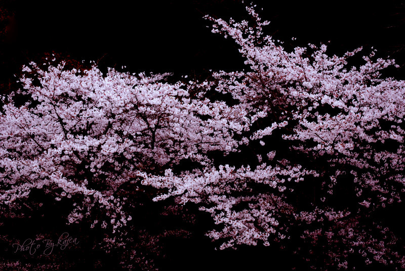 桜華爛漫-oukaranman-