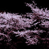 桜華爛漫-oukaranman-