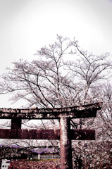 Cherry blossoms　gate