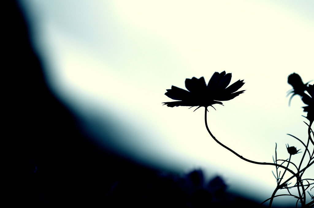 陰花-kagenohana-