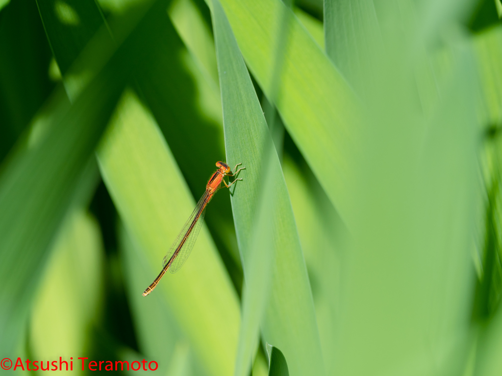 アジアイトトンボ未熟個体♀
