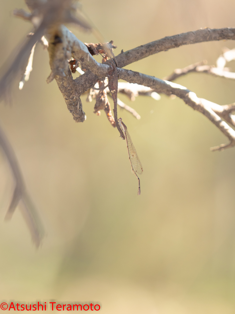 ホソミイトトンボ越冬型♀