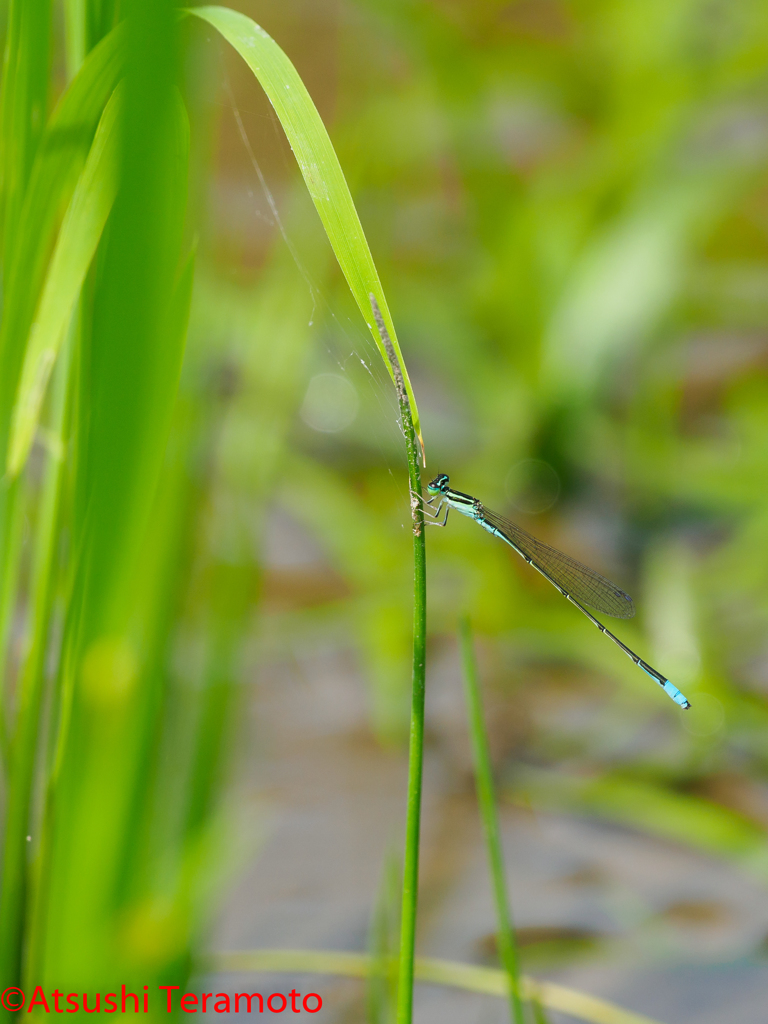 夏型♂