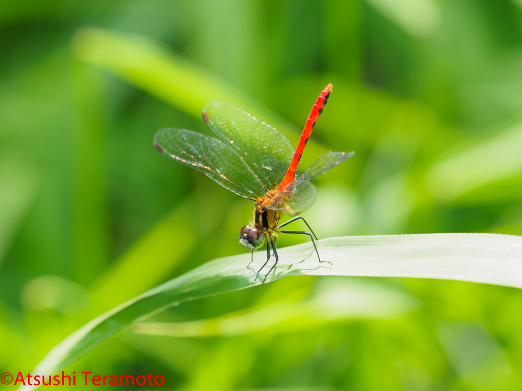 ヒメアカネ♂