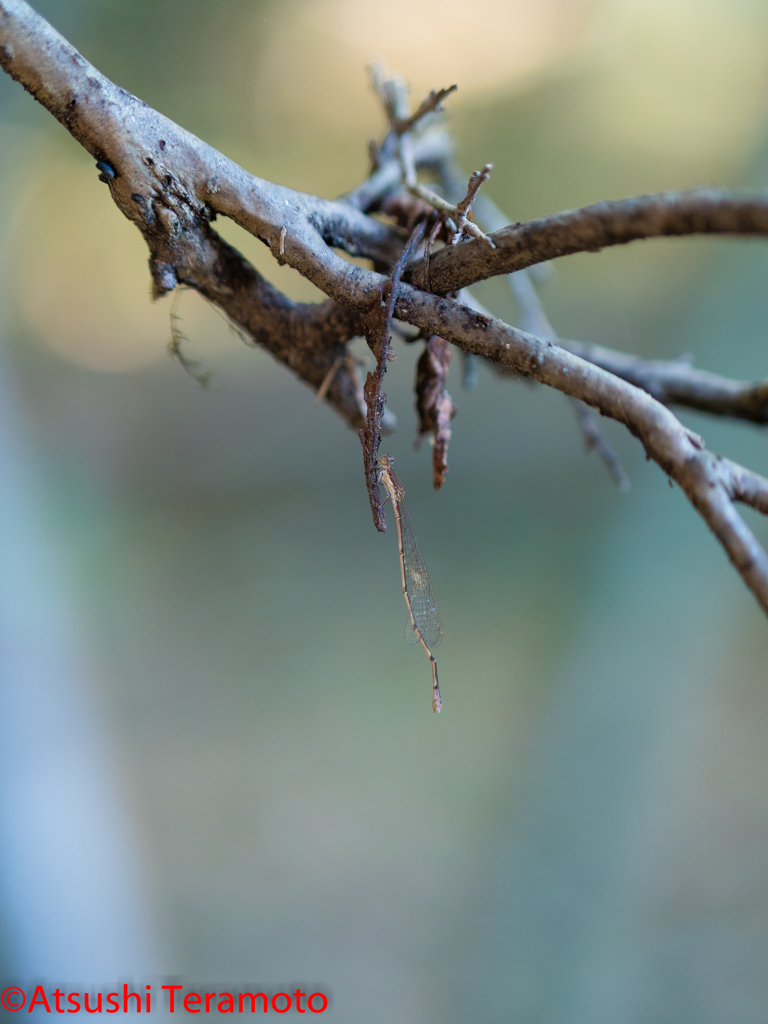 ホソミイトトンボ越冬型♀