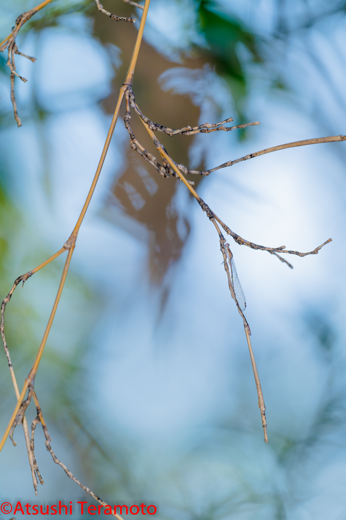ホソミイトトンボ越冬型♂