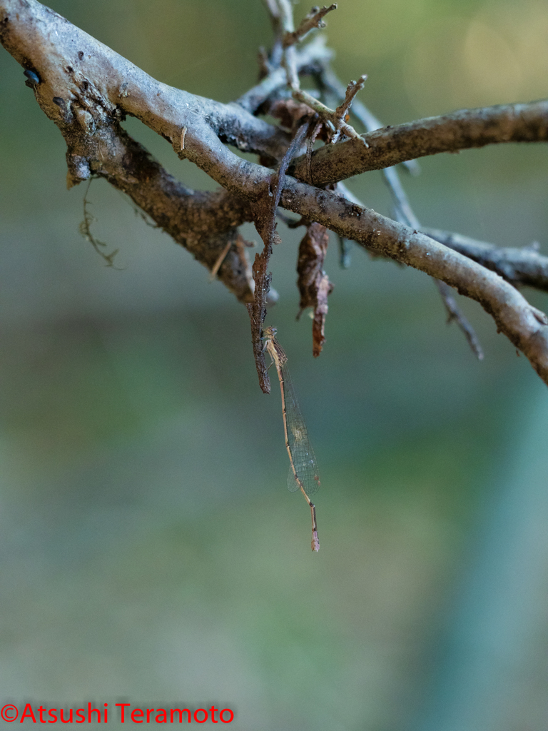 ホソミイトトンボ越冬型♀