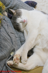 ・・・ねこです