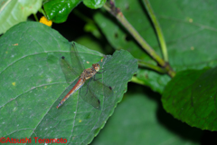 アキアカネ♀