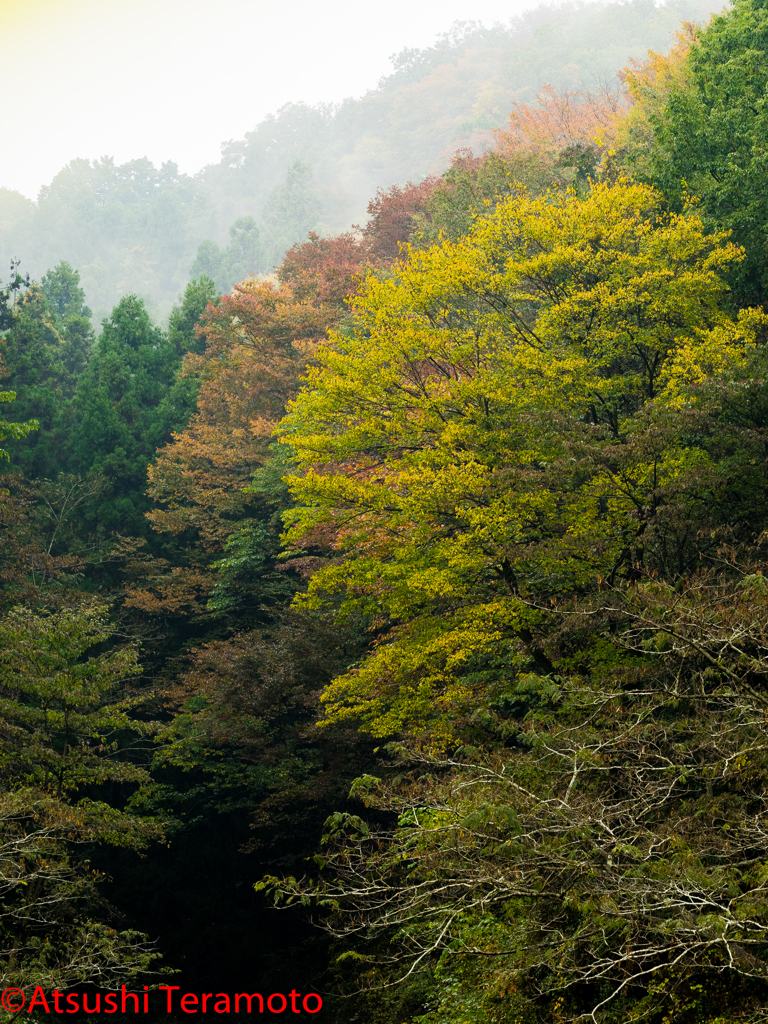 里山の紅葉