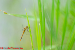 アキアカネ♀