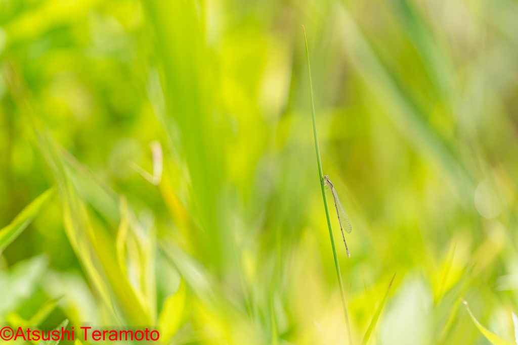 ホソミイトトンボ夏型♀