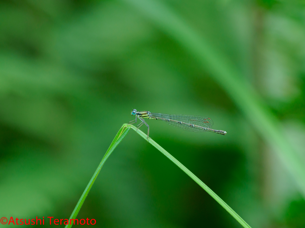 アマゴイルリトンボ♀