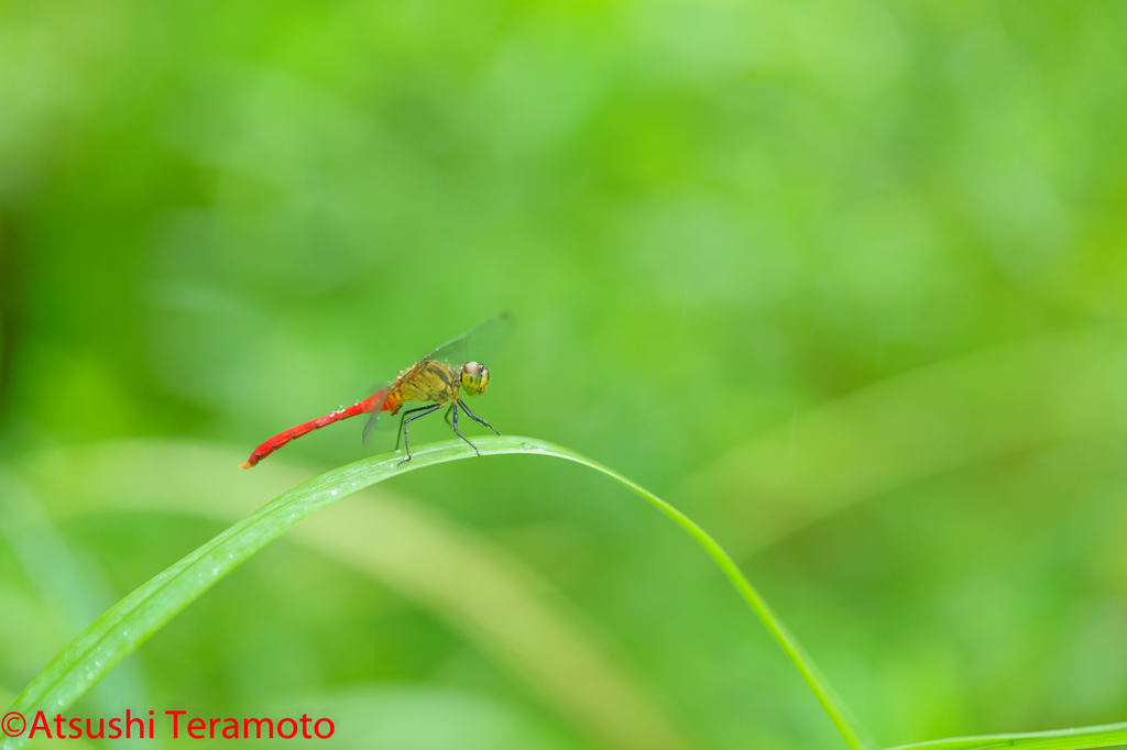 マユタテアカネ♂