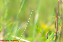 ホソミイトトンボ夏型♀