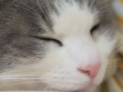 ネコ吉