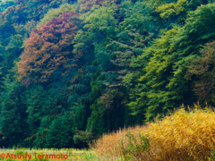 トンボのフィールドにて・・・