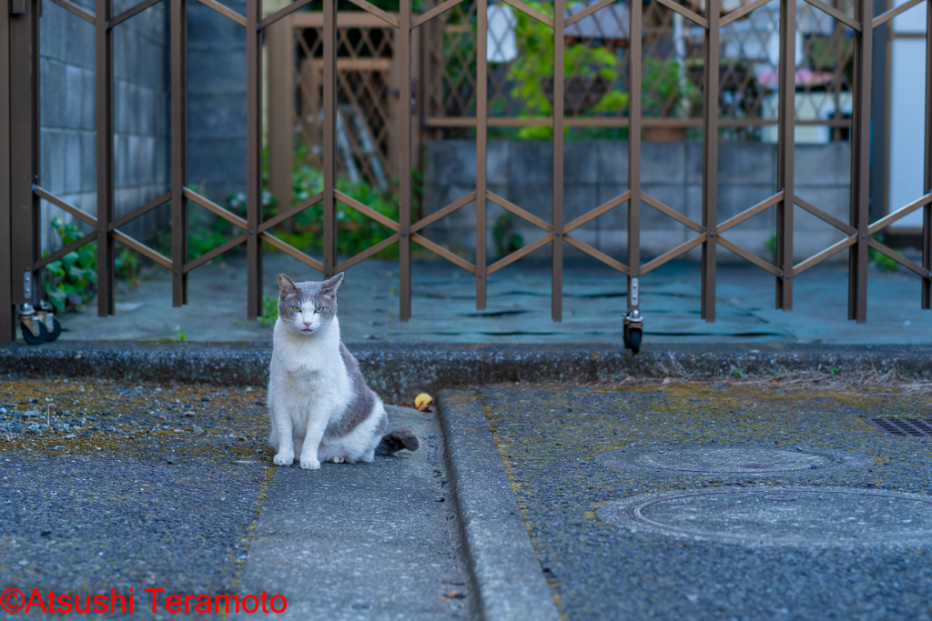 ネコ吉