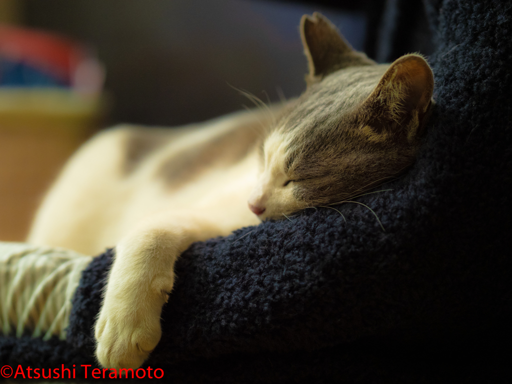 その後、寝落ち・・・