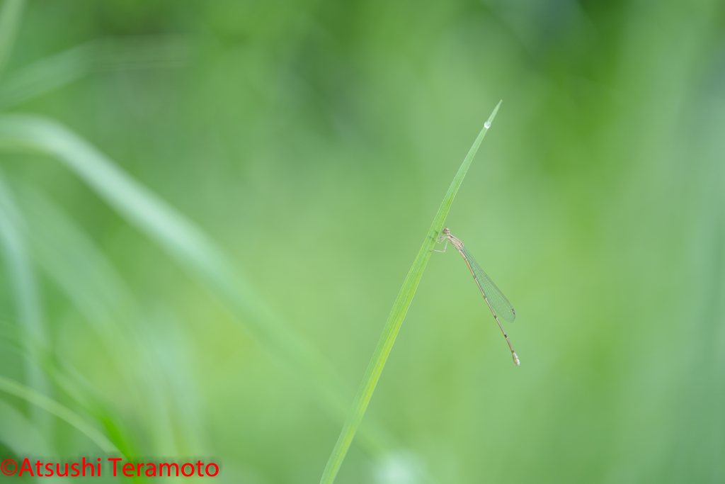 ホソミイトトンボ越冬型♀