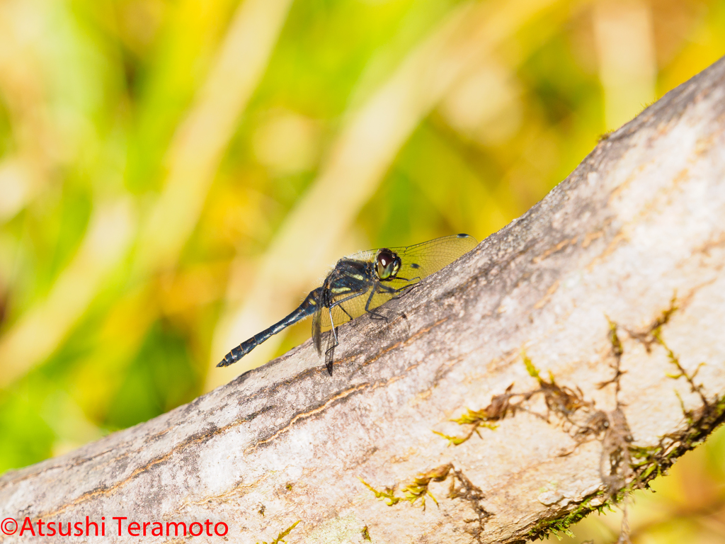 ムツアカネ♂