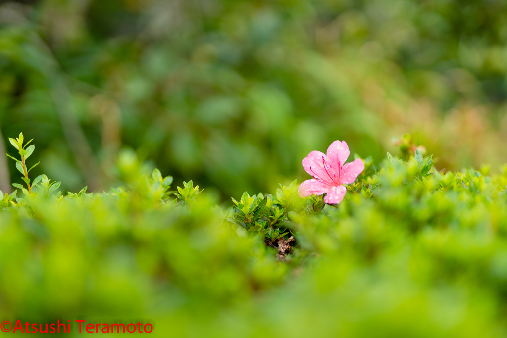 季節外れの開花