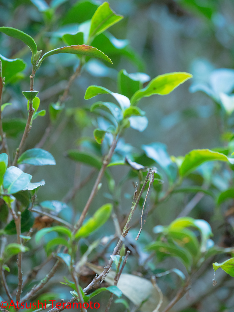 ホソミイトトンボ越冬型♀
