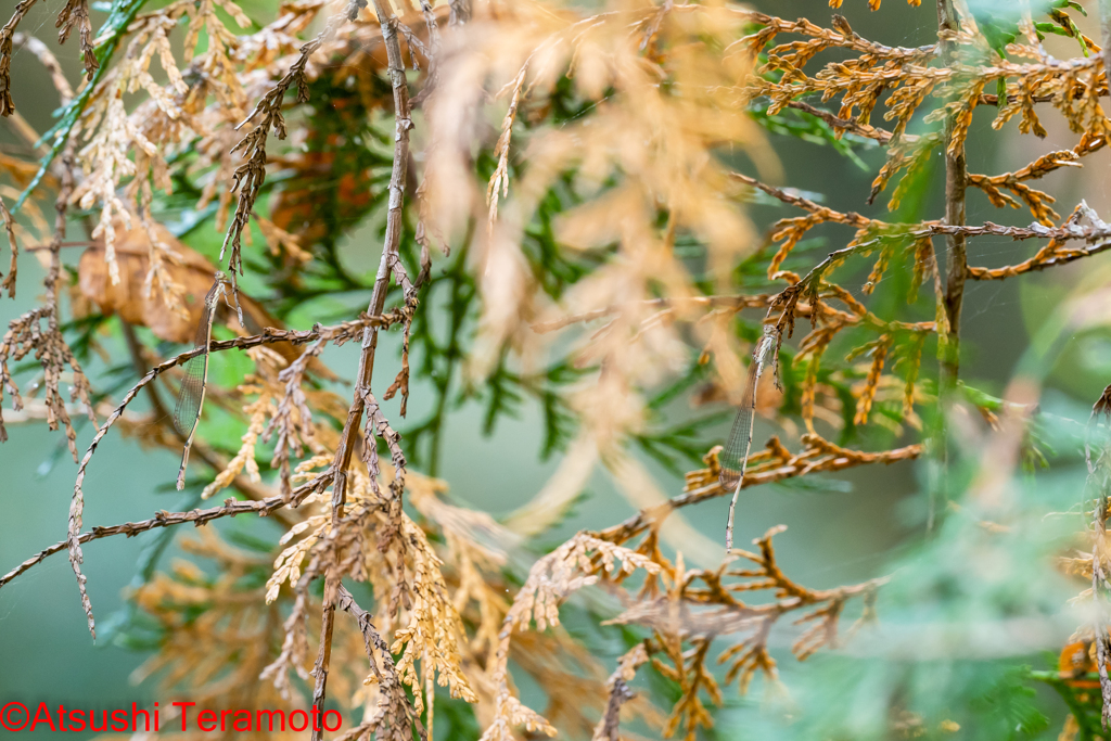 ホソミイトトンボ越冬型　左・♀　右・♂
