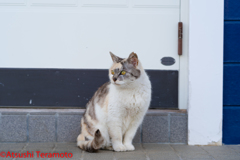 三毛猫（地域猫）