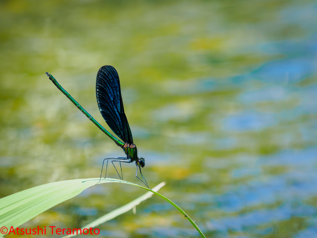 アオハダトンボ♂(背景青空写り込み・川底MIX)