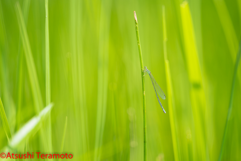 ホソミイトトンボ夏型♀