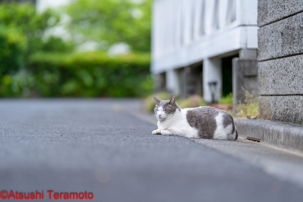ネコ吉