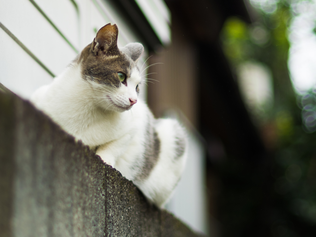 そういえば、野良猫だったんだ・・・
