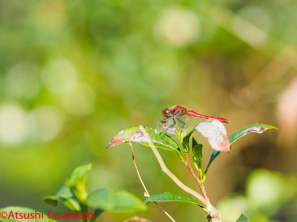 作例比較(75mm/f1.8)