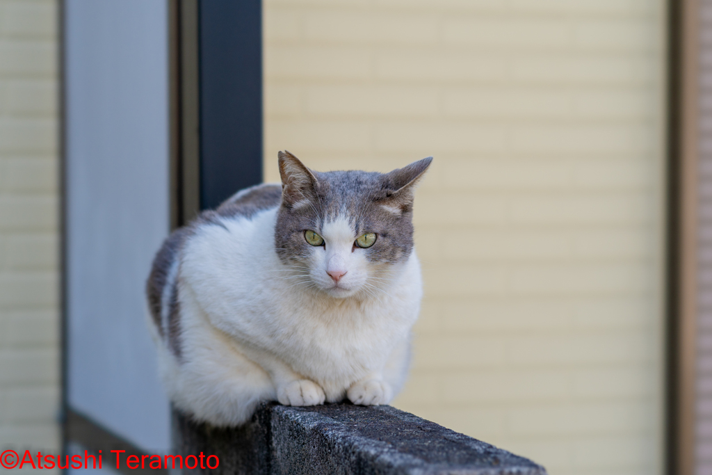 ネコ吉