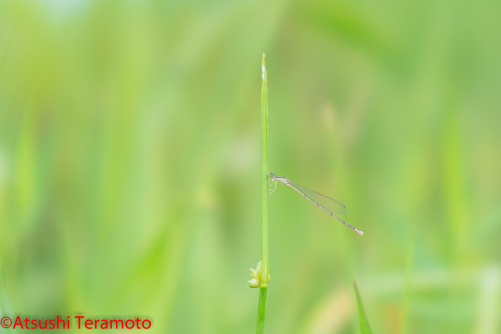 ホソミイトトンボ夏型♀