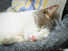 ねむいニャ・・・（再現像）
