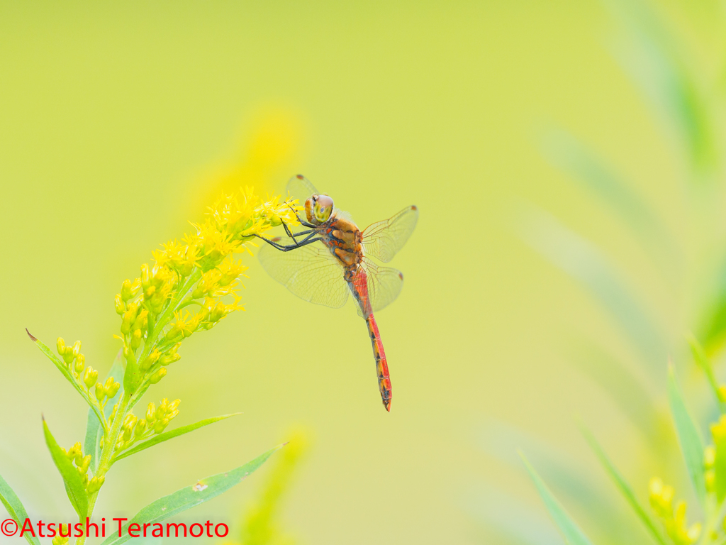 アキアカネ♂