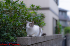 ネコ吉